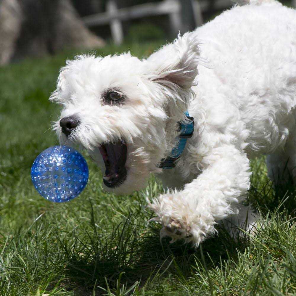 Assorted Dog Toy F5635