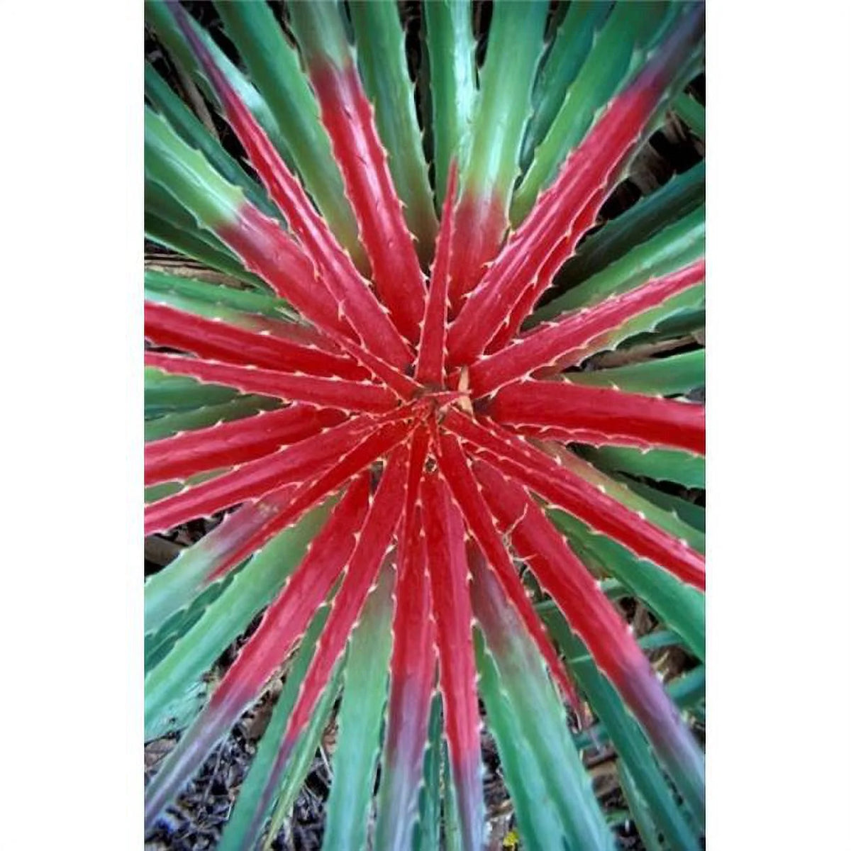 Cactus Detail National Park Curacao Caribbean Poster Print 18 x 27 in. Y7306