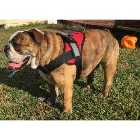 Big Dog Soft No Pull Harness Z705360