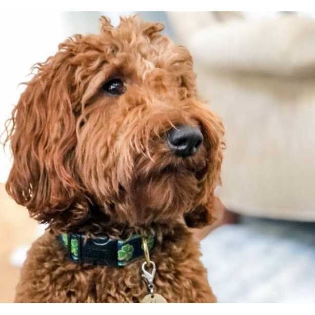 Shamrock Dog Collar L524